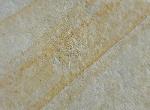 Geocoma carinata (GOLDFUSS 1833) - Bild © FossNet FossilienStore